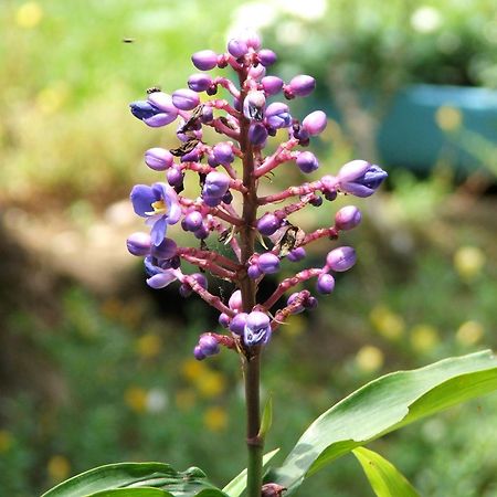 Pousada Cauca Ilha Grande  Екстериор снимка