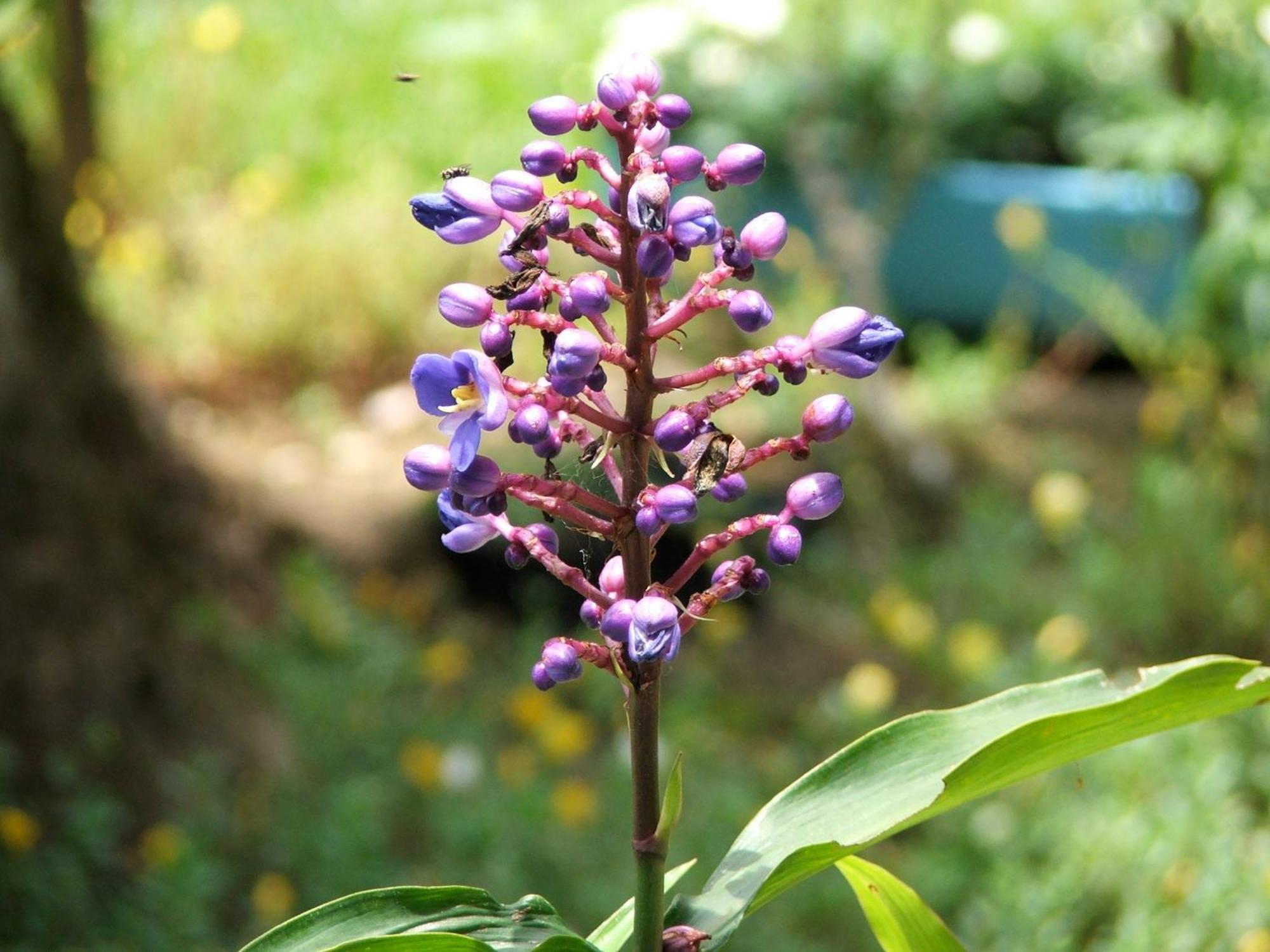 Pousada Cauca Ilha Grande  Екстериор снимка